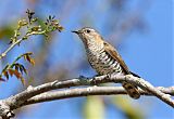 Little Bronze-Cuckoo